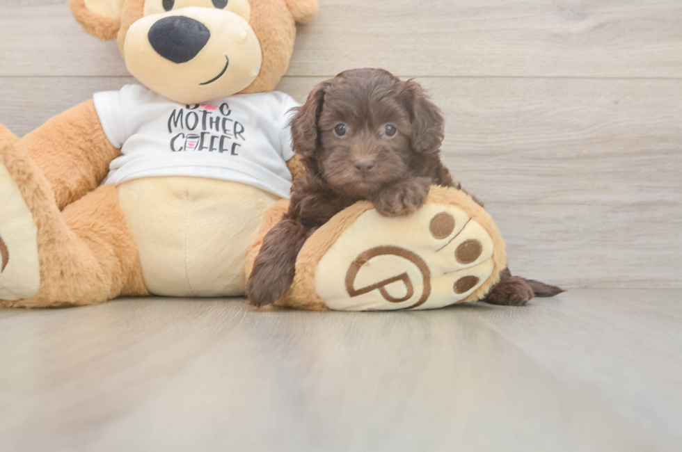 5 week old Cockapoo Puppy For Sale - Florida Fur Babies