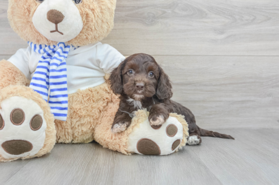 Happy Cockapoo Baby