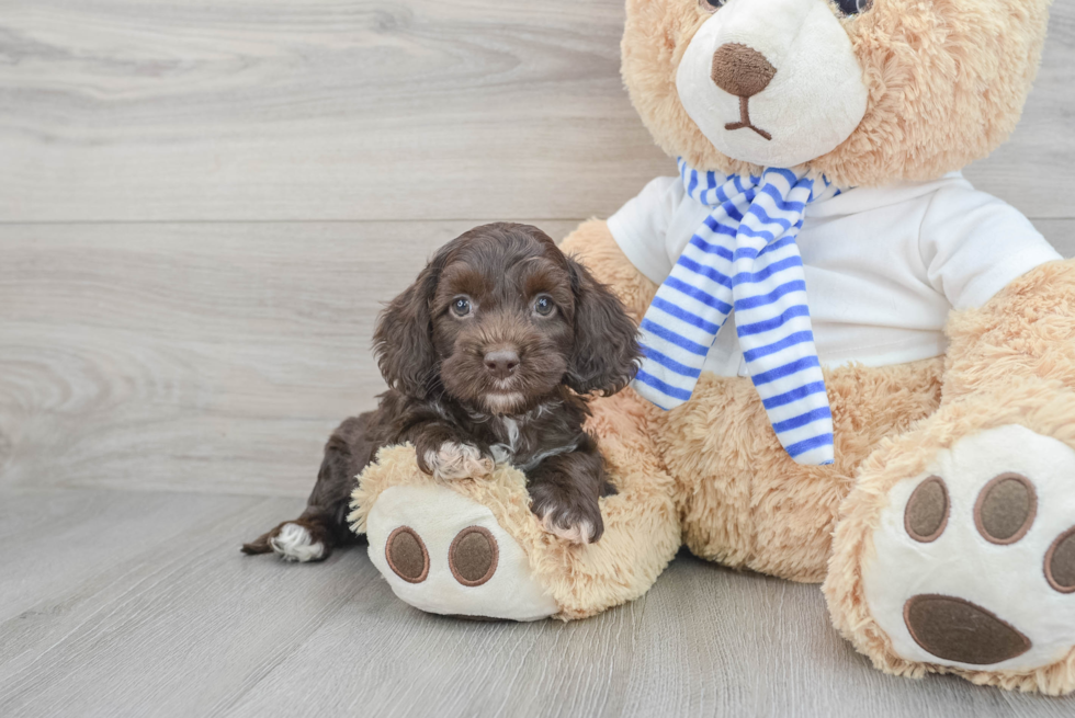 Cockapoo Pup Being Cute