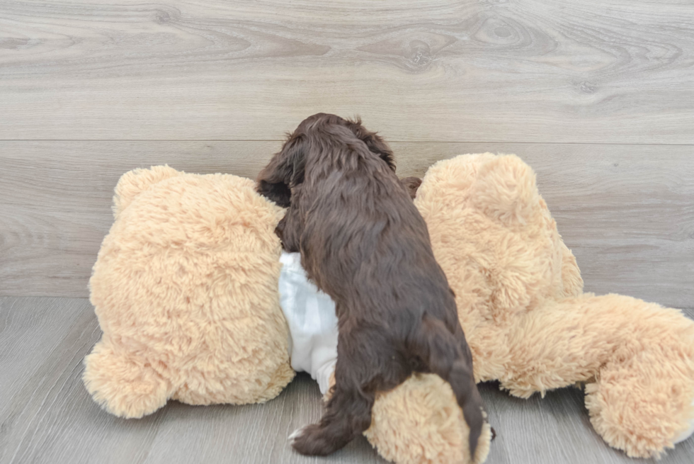 Sweet Cockapoo Baby