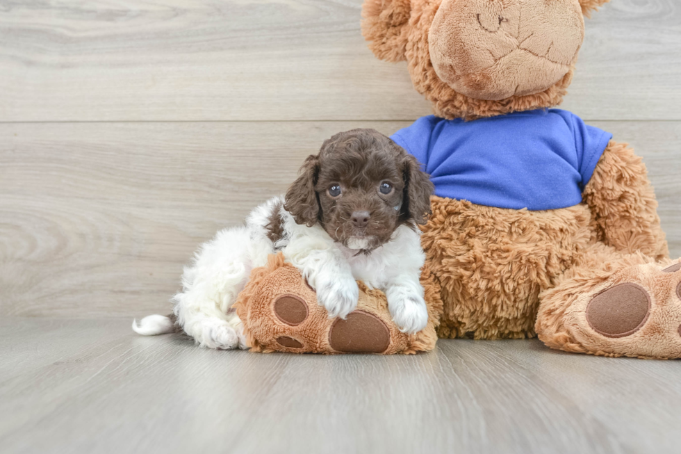 Best Cockapoo Baby