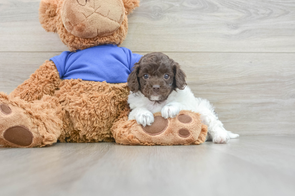 Fluffy Cockapoo Poodle Mix Pup