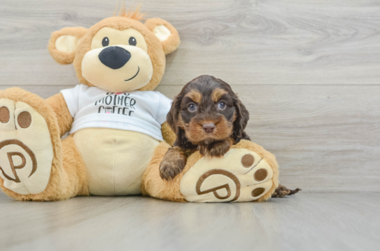 Friendly Cockapoo Baby