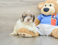 6 week old Cockapoo Puppy For Sale - Florida Fur Babies
