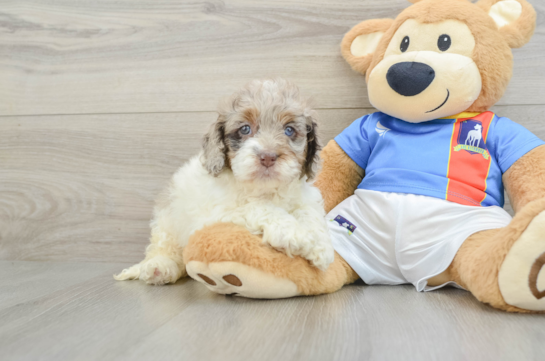 Fluffy Cockapoo Poodle Mix Pup