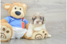 Cockapoo Puppy for Adoption