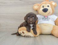 7 week old Cockapoo Puppy For Sale - Florida Fur Babies