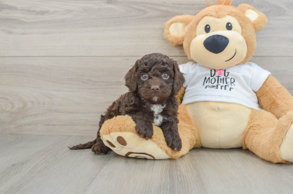 5 week old Cockapoo Puppy For Sale - Florida Fur Babies