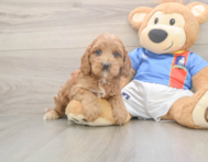 7 week old Cockapoo Puppy For Sale - Florida Fur Babies