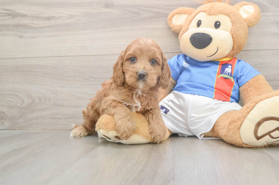 5 week old Cockapoo Puppy For Sale - Florida Fur Babies