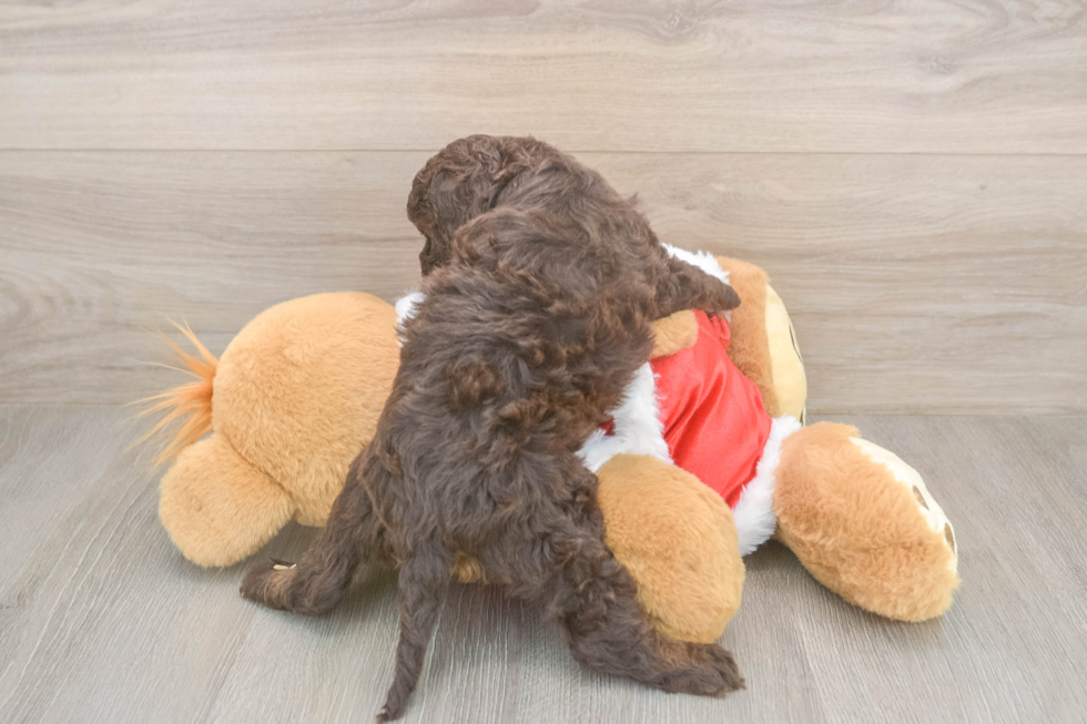 Friendly Cockapoo Baby