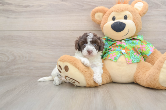 Sweet Cockapoo Baby