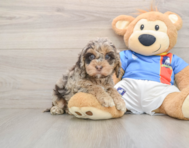 6 week old Cockapoo Puppy For Sale - Florida Fur Babies