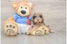 Cockapoo Pup Being Cute