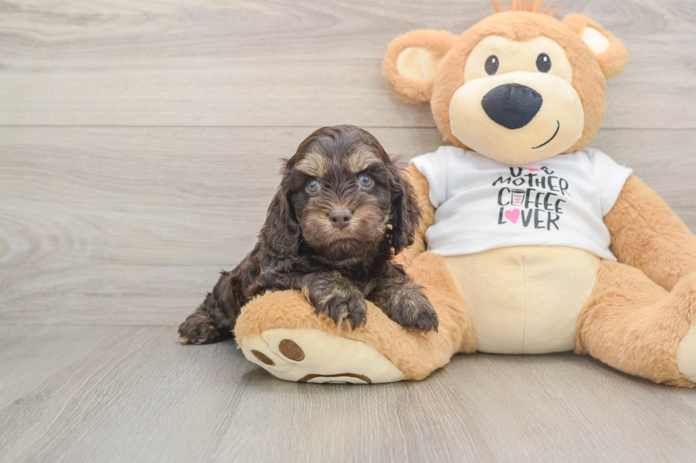 Cockapoo Puppy for Adoption