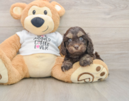 6 week old Cockapoo Puppy For Sale - Florida Fur Babies