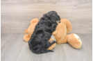 Petite Cockapoo Poodle Mix Pup