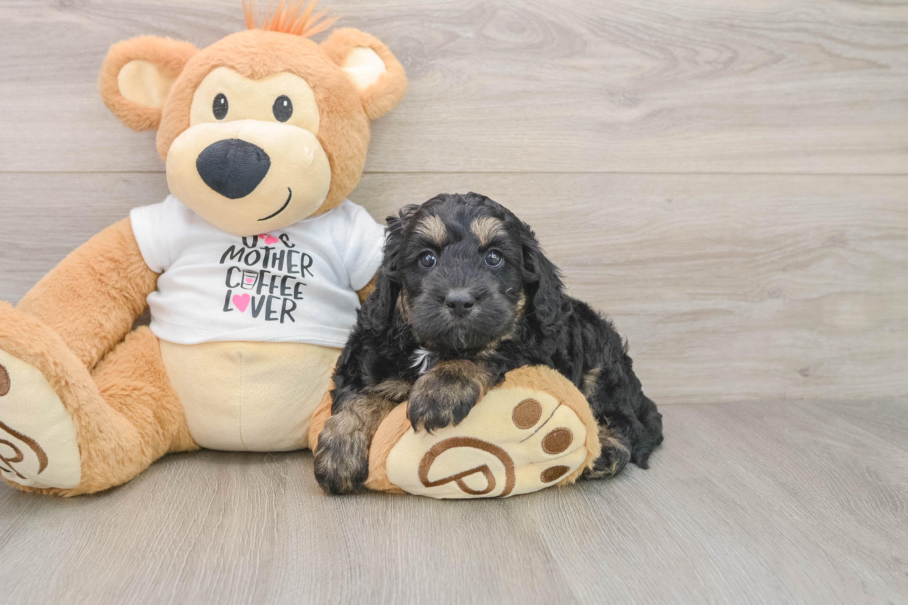 Cockapoo Puppy for Adoption