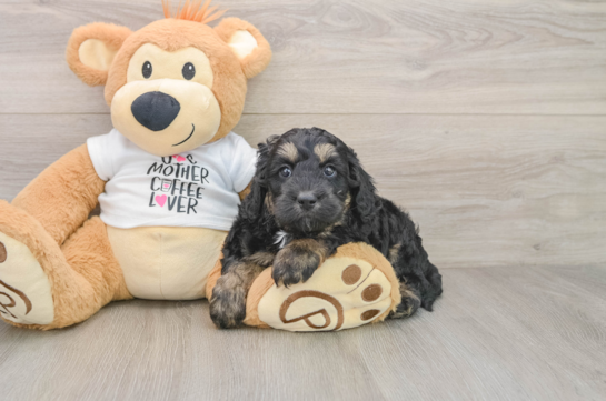 Cockapoo Puppy for Adoption