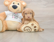 5 week old Cockapoo Puppy For Sale - Florida Fur Babies
