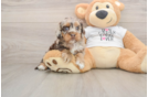 Best Cockapoo Baby