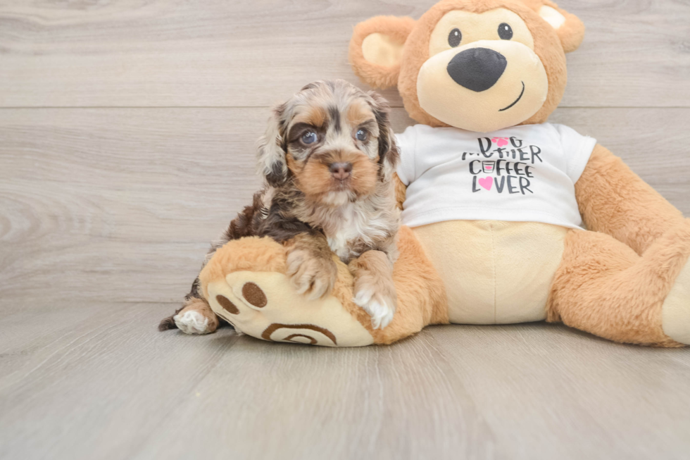Best Cockapoo Baby