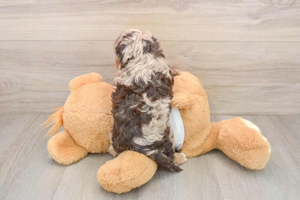 Cockapoo Puppy for Adoption
