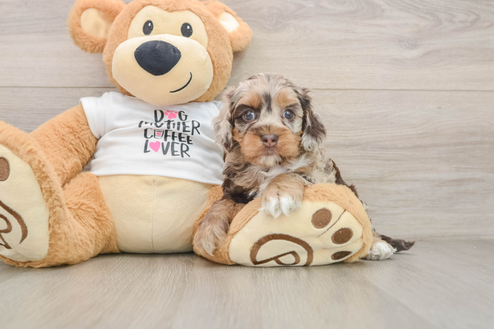 Cockapoo Puppy for Adoption