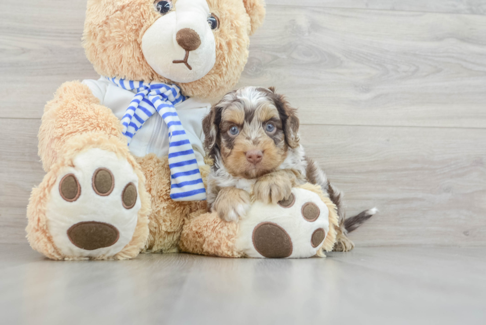 Little Cocker Doodle Poodle Mix Puppy