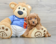 6 week old Cockapoo Puppy For Sale - Florida Fur Babies