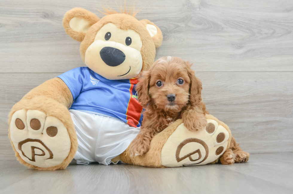 5 week old Cockapoo Puppy For Sale - Florida Fur Babies