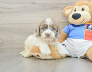 5 week old Cockapoo Puppy For Sale - Florida Fur Babies
