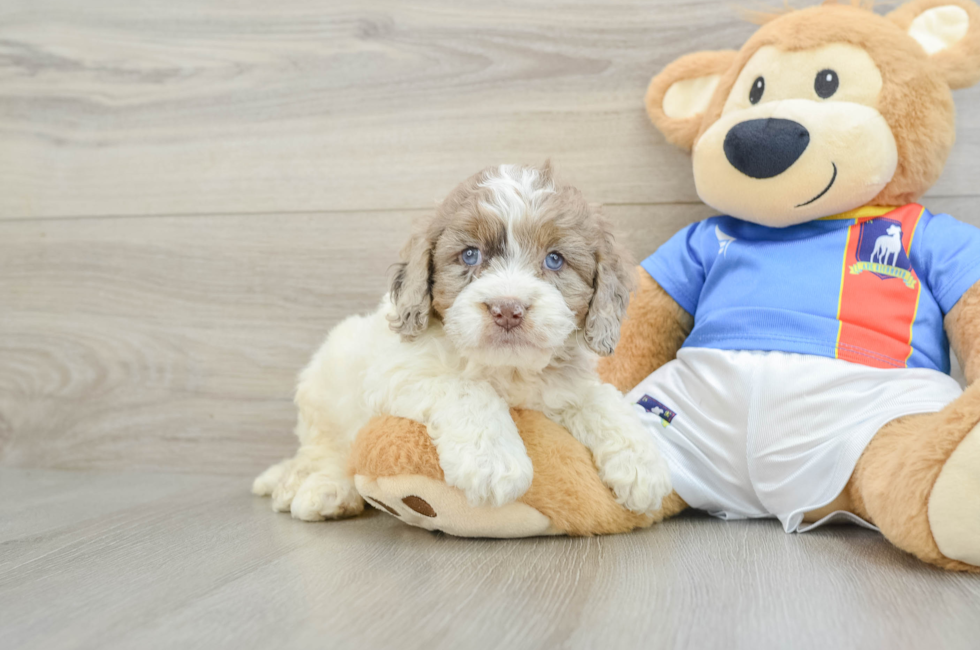 5 week old Cockapoo Puppy For Sale - Florida Fur Babies