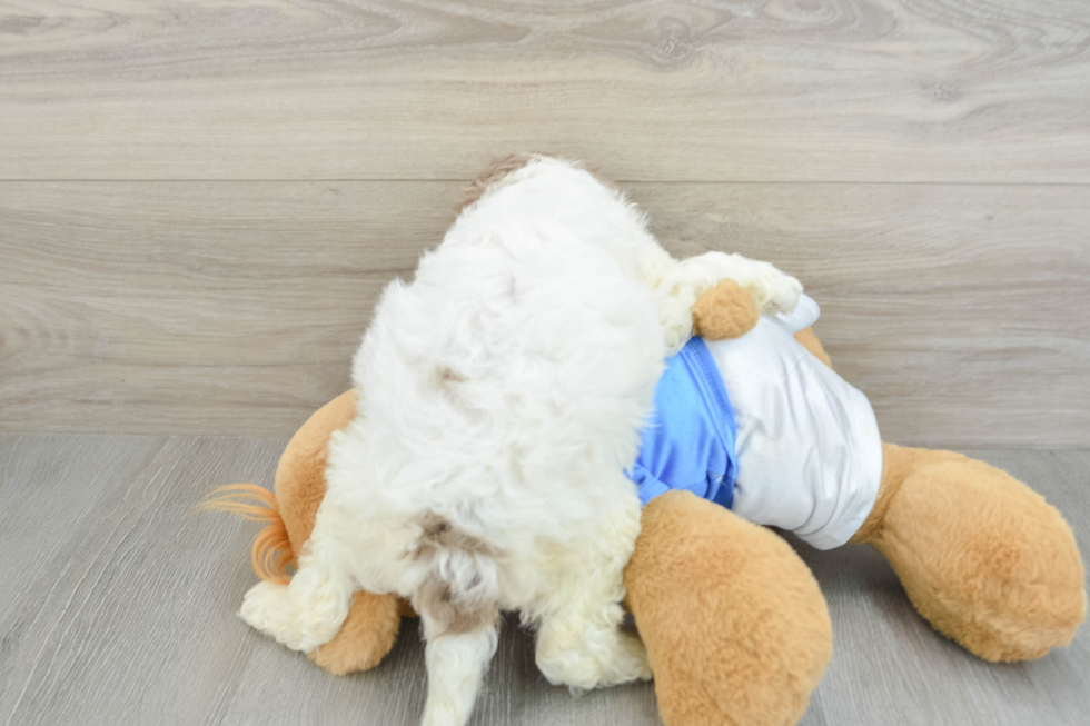 Cockapoo Puppy for Adoption