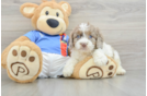 Cockapoo Puppy for Adoption