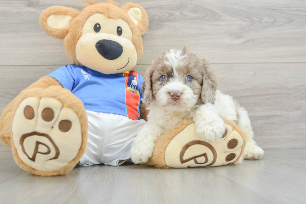 Cockapoo Puppy for Adoption
