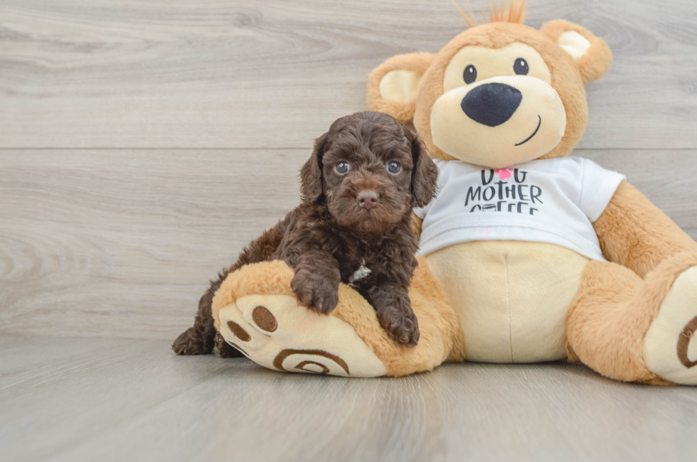 5 week old Cockapoo Puppy For Sale - Florida Fur Babies