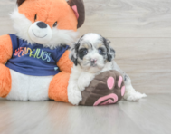7 week old Cockapoo Puppy For Sale - Florida Fur Babies