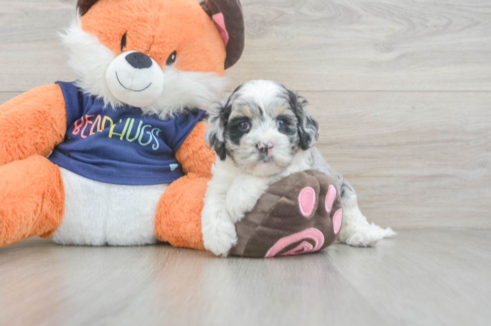 5 week old Cockapoo Puppy For Sale - Florida Fur Babies