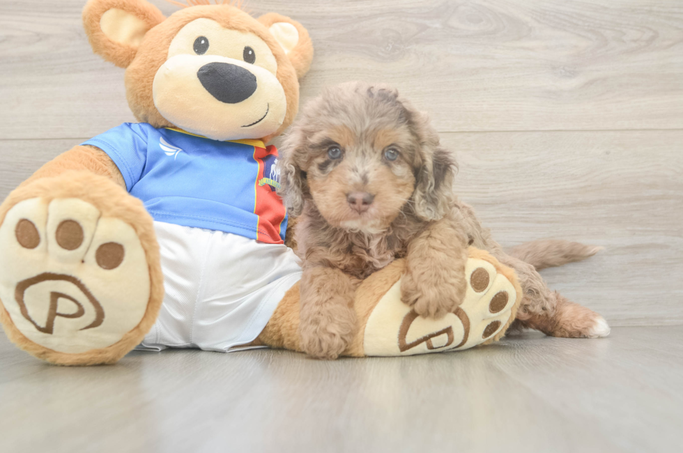 5 week old Cockapoo Puppy For Sale - Florida Fur Babies