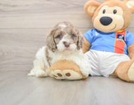 6 week old Cockapoo Puppy For Sale - Florida Fur Babies