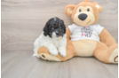 Cockapoo Puppy for Adoption