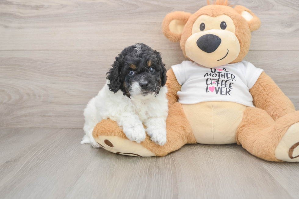 Cockapoo Puppy for Adoption