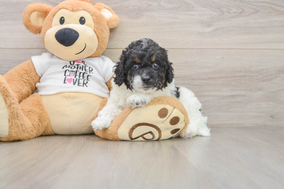 Cockapoo Pup Being Cute
