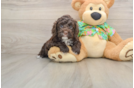 Fluffy Cockapoo Poodle Mix Pup