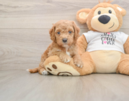 5 week old Cockapoo Puppy For Sale - Florida Fur Babies