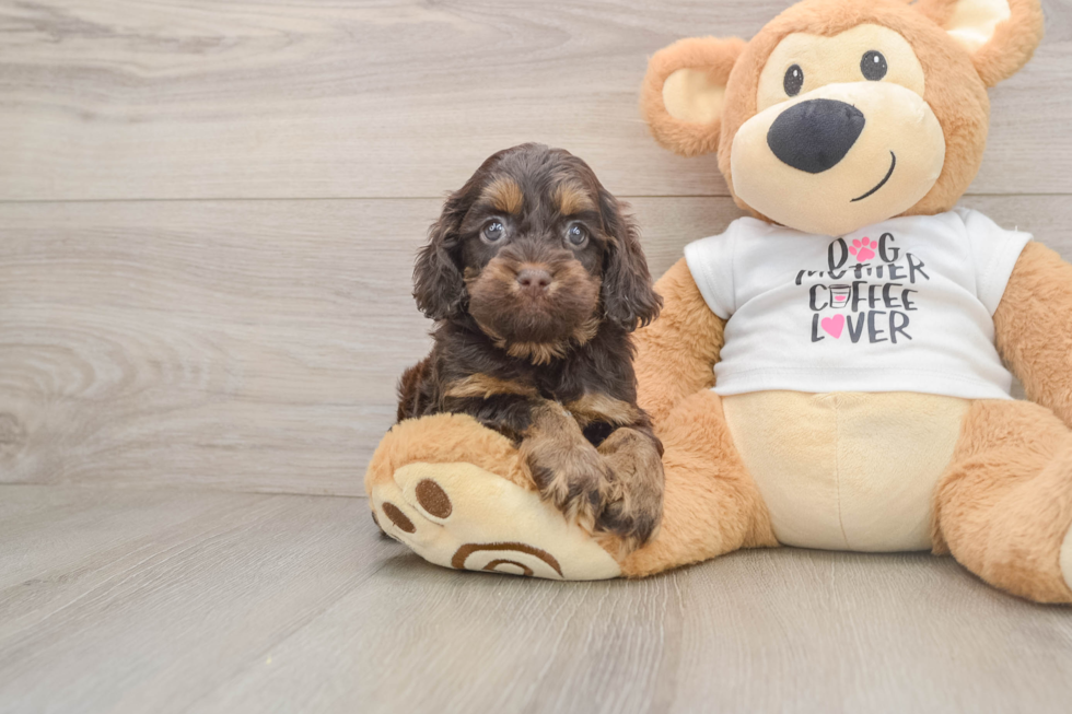 Best Cockapoo Baby