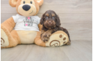 Small Cockapoo Baby