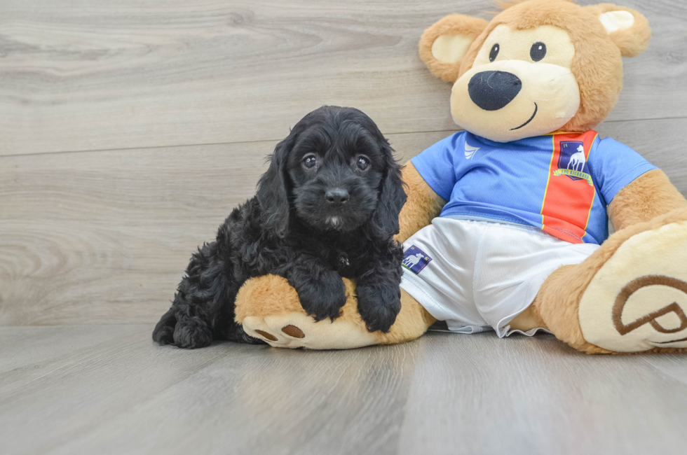 5 week old Cockapoo Puppy For Sale - Florida Fur Babies