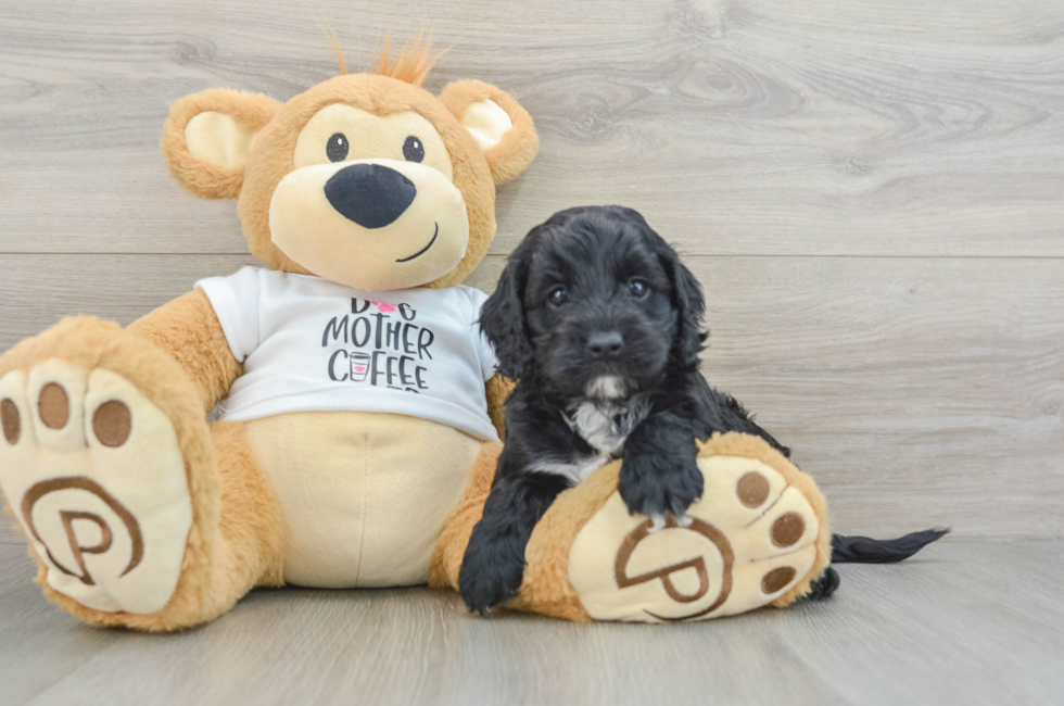 5 week old Cockapoo Puppy For Sale - Florida Fur Babies